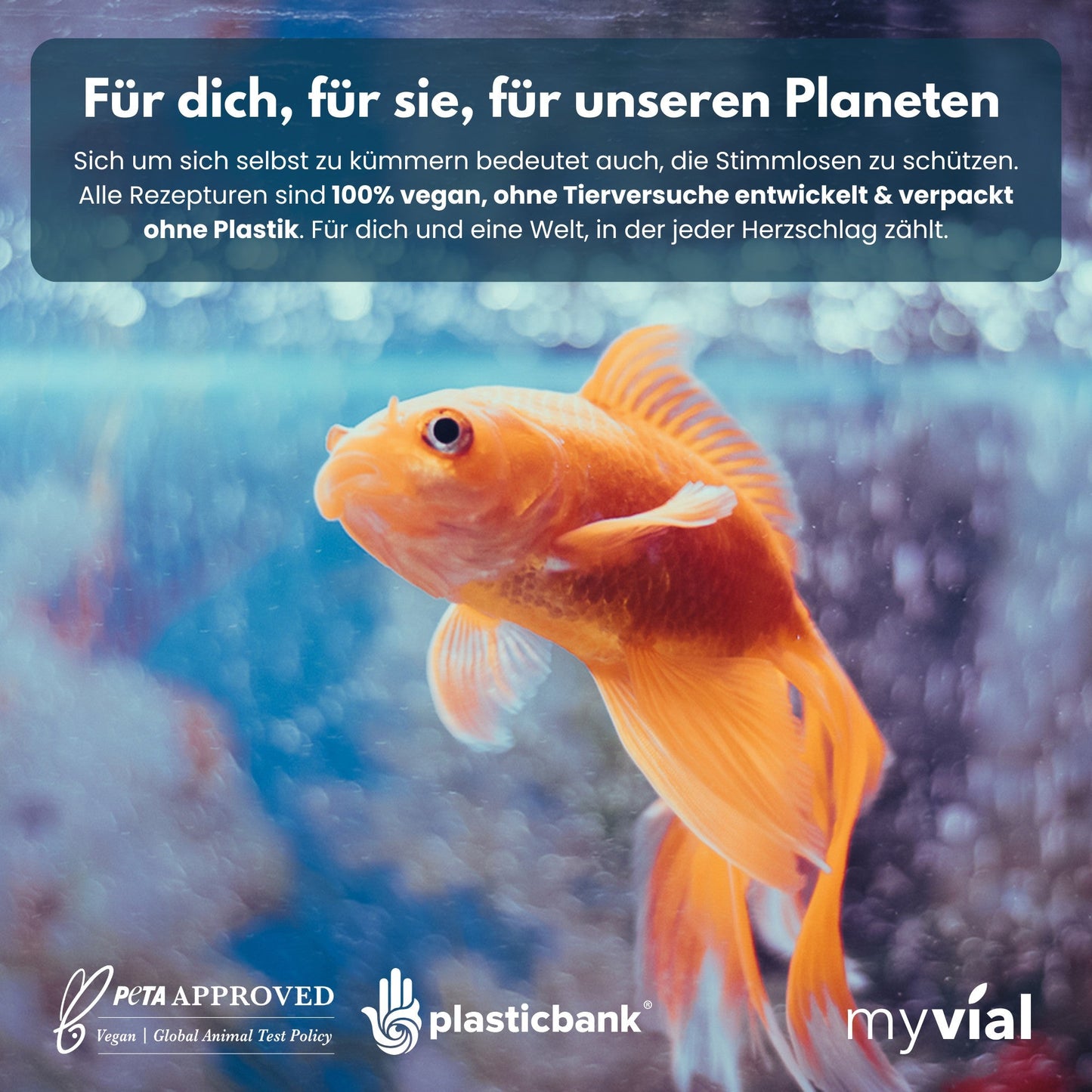 Omega 3 Kapseln aus Algenöl - Vegan