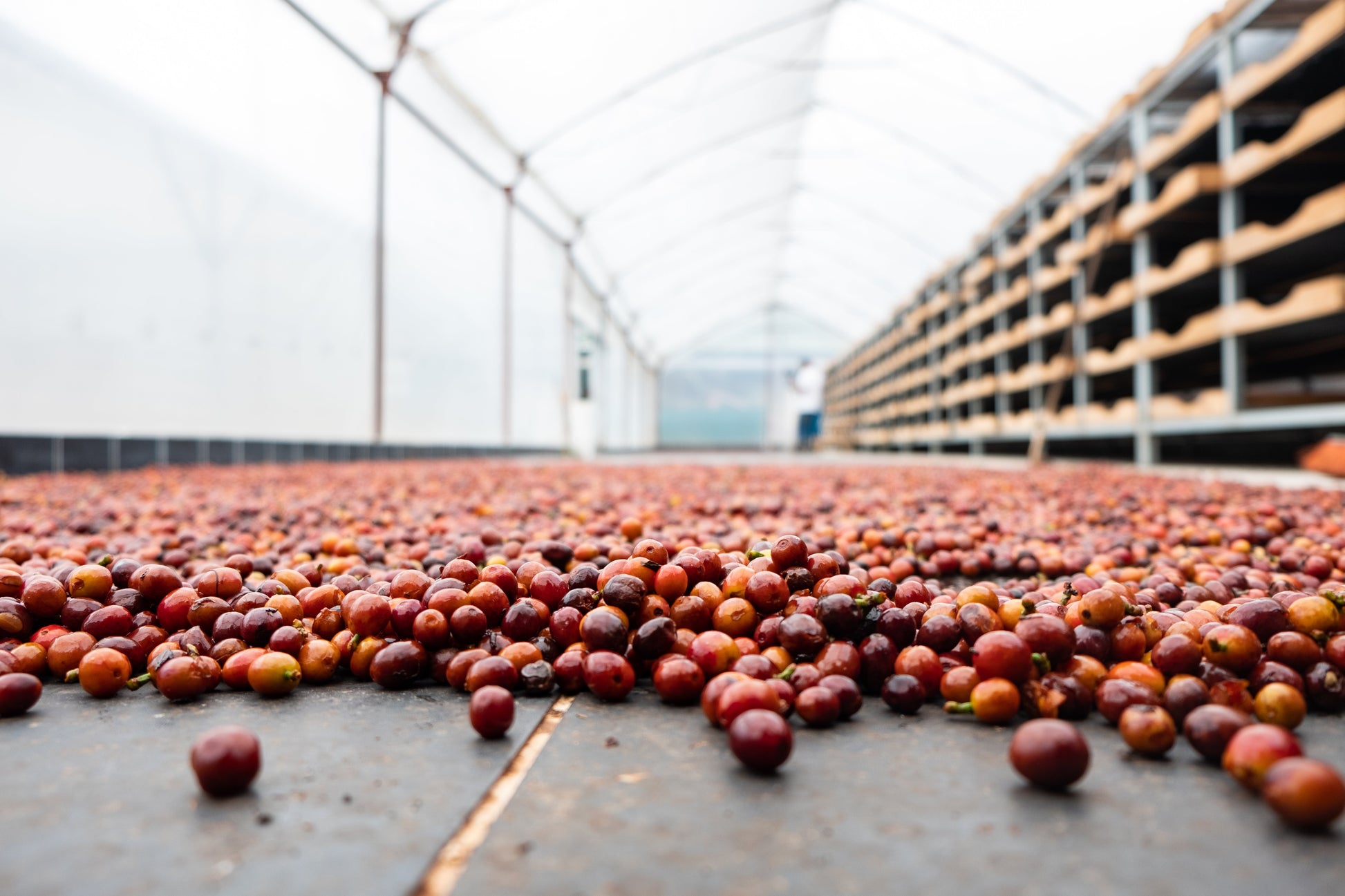 Frische Kaffeebohnen des Centroamericano Anaerobic Kaffees, hochwertiger Kaffee aus Costa Rica.
