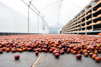 Frische Kaffeebohnen des Centroamericano Anaerobic Kaffees, hochwertiger Kaffee aus Costa Rica.