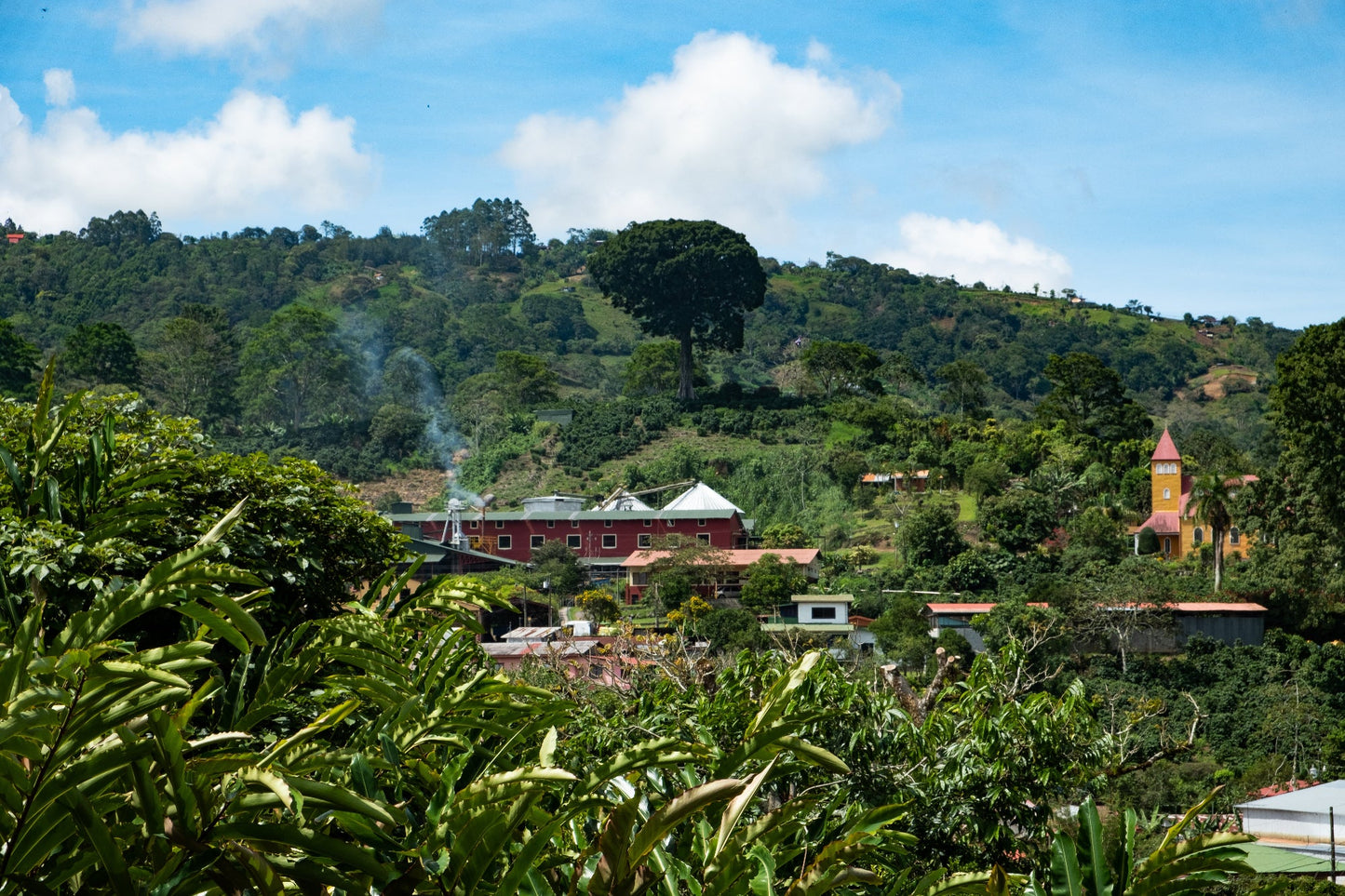 Verpackung des Espresso Grand Peaberry umgeben von frischen Kaffeebohnen aus Costa Rica.