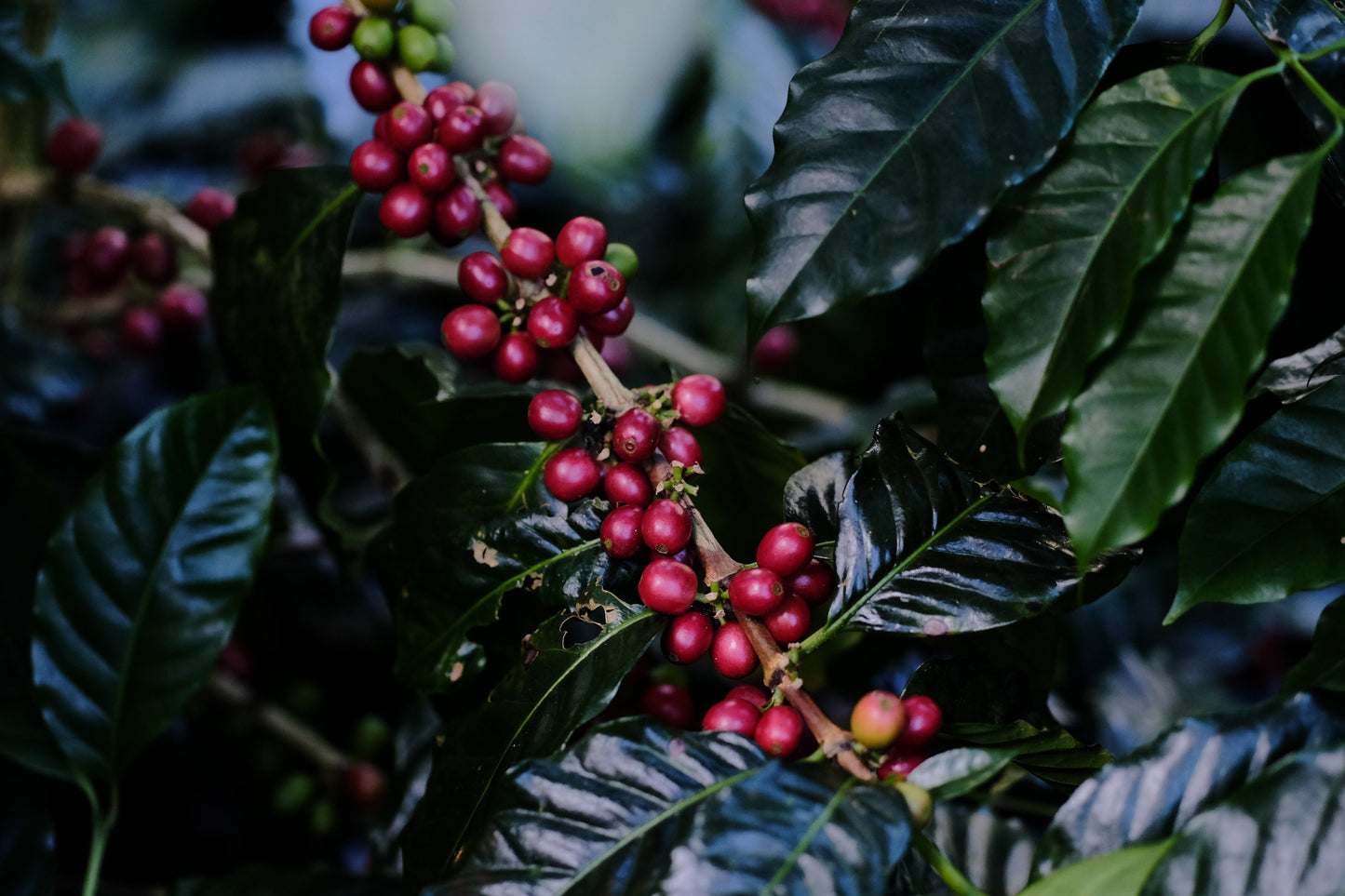 Espressotasse neben frischen Kaffeebohnen, ideal für Espresso Catuai Natural