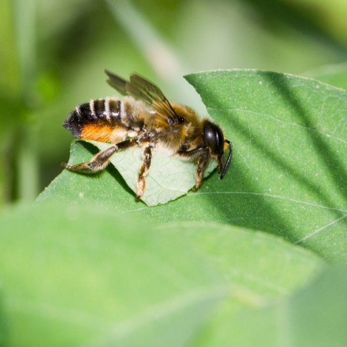 Insektenhotel aus Ahornholz