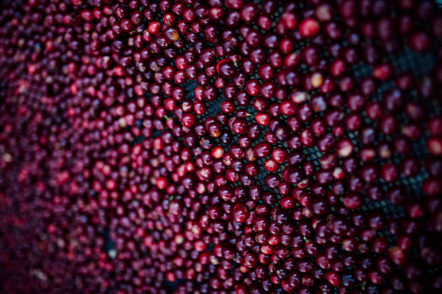 Zwei Tassen Roble Negro Filterkaffee auf einem Tisch, ideal für gemeinsam genießende Kaffeestunden.