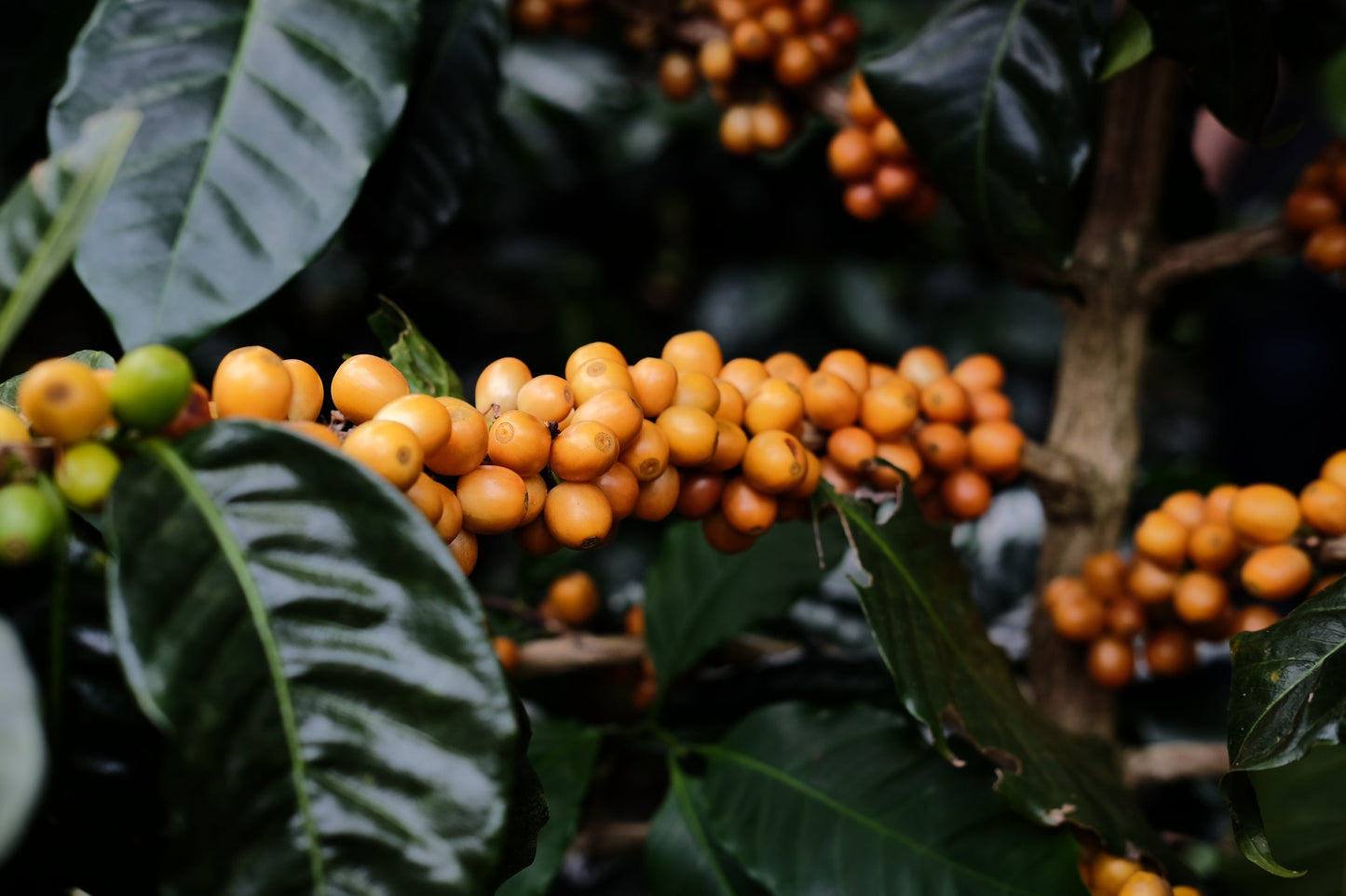 Familie genießt gemeinsam eine Tasse edlen Espresso Catuai Natural Kaffee