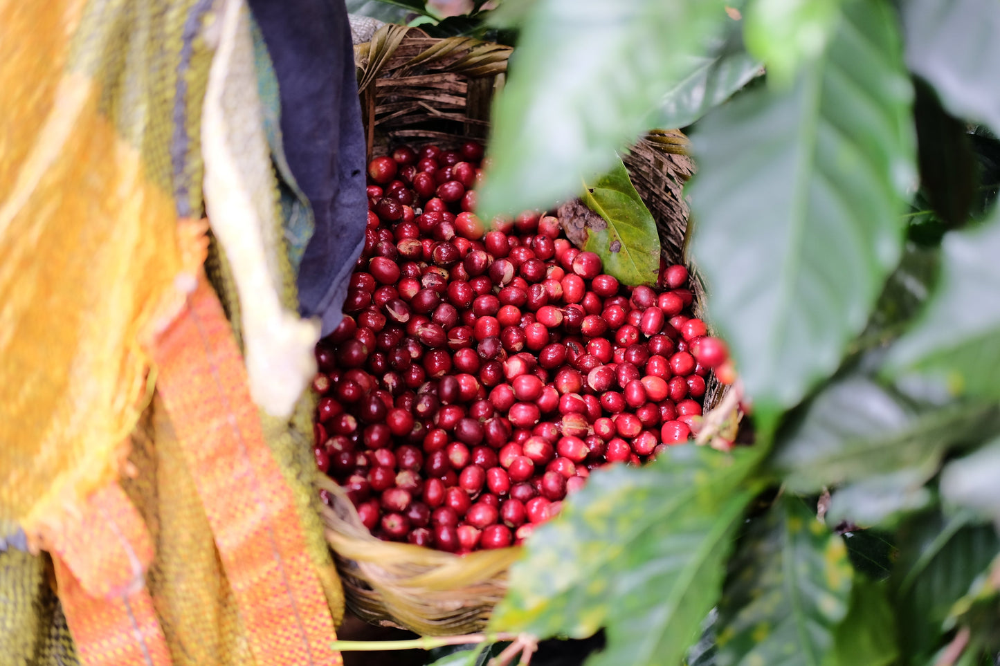 Kaltes Getränk mit Espresso Catuai Natural und Eiswürfeln, ideal für den Sommer