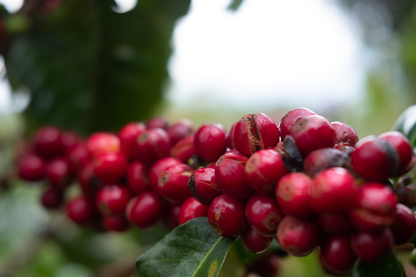 Gourmet-Kaffeezubehör neben Espresso Catuai Natural für perfekte Zubereitung
