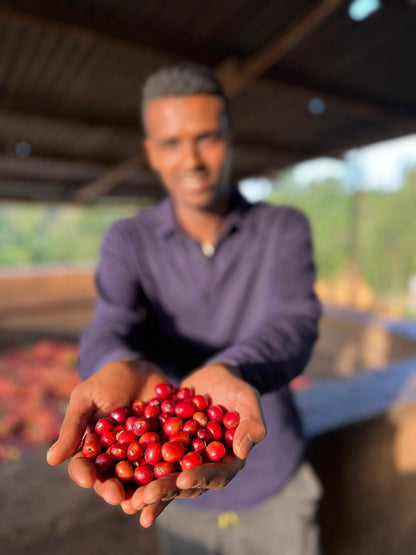 Nahaufnahme der vollen Kaffeebohnen des EA Decaf Kaffees, ethisch angebaut und perfekt für Kaffeeliebhaber.