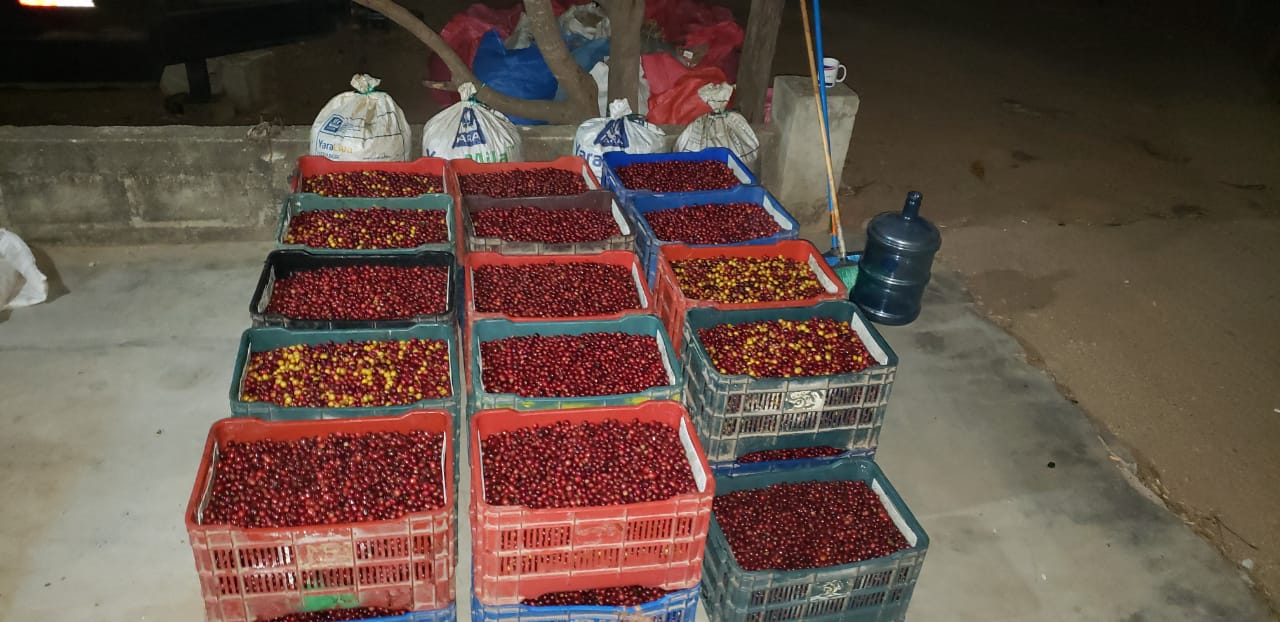 Aufgeschnittene Packung des Espresso Catuai Natural mit frischen Bohnen