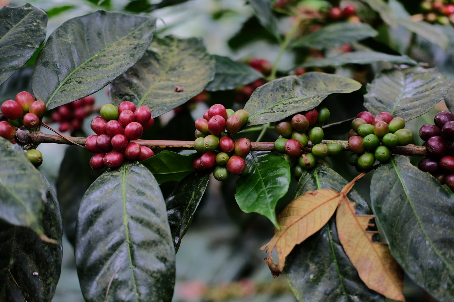 Kaffeetee mit Espresso Catuai Natural als perfektes Frühstücksgetränk