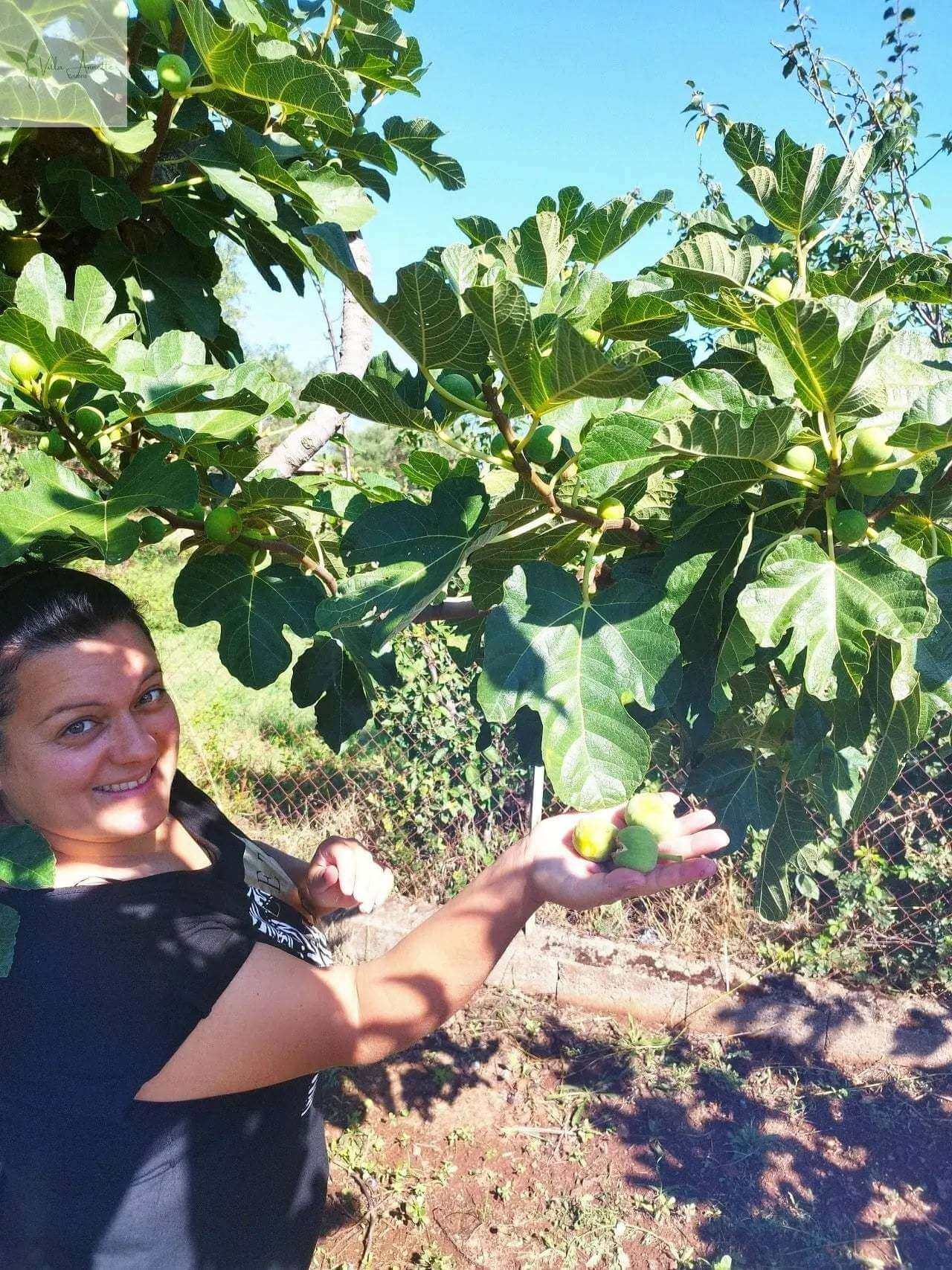 Feigenmarmelade aus Kalabrien – handgemacht & naturrein | Essenza di Calabria