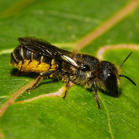 Insektenhotel aus Ahornholz