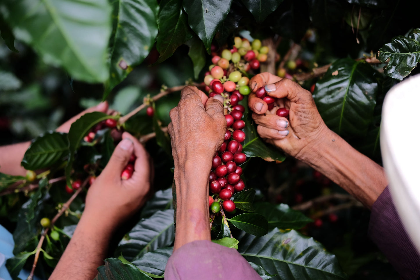 Bohnen von Espresso Catuai Natural in einem dekorativen Behälter