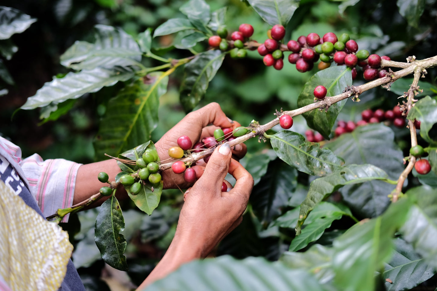 Espresso Catuai Natural in einer traditionellen italienischen Tasse
