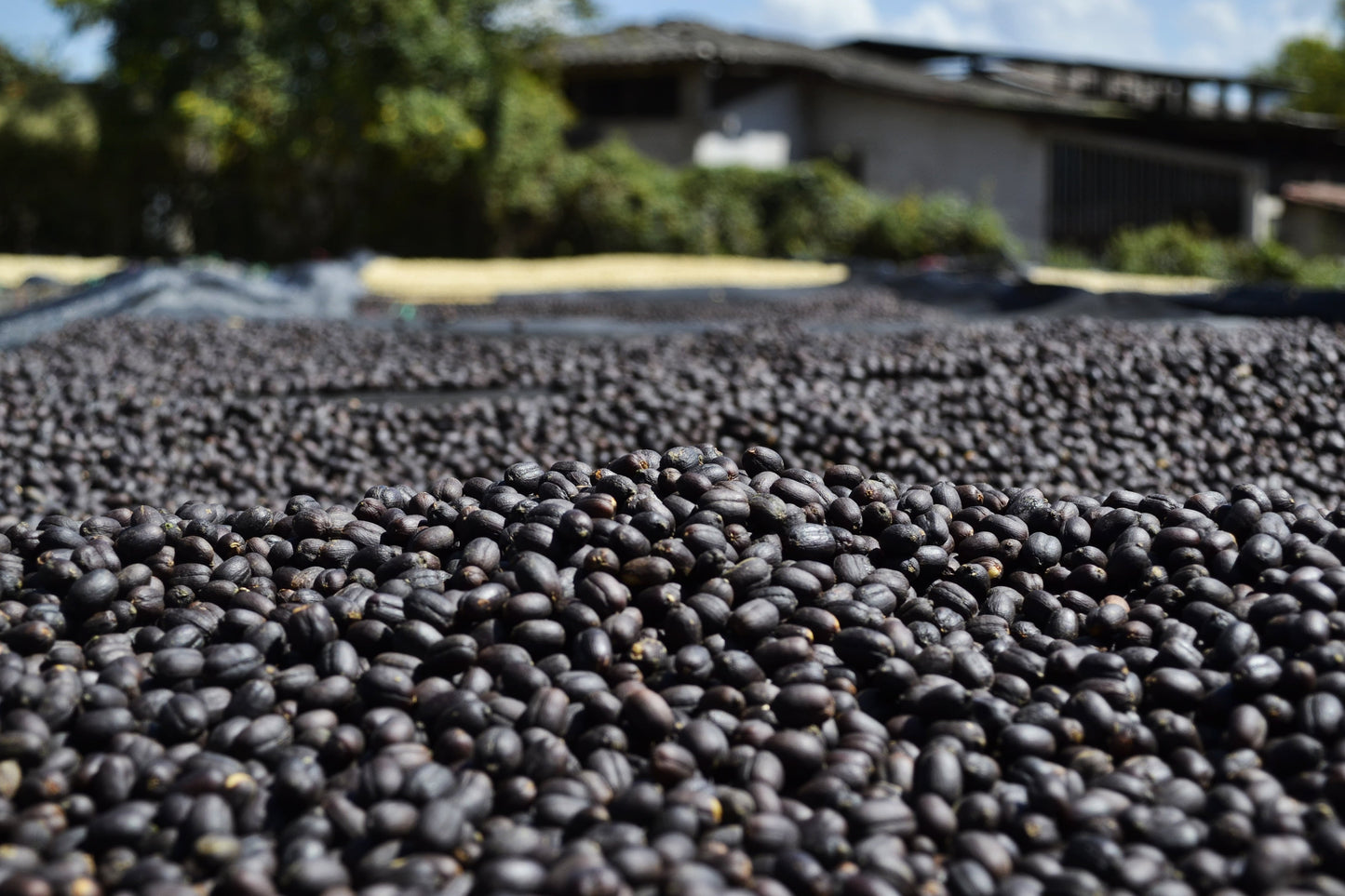 Espresso Tasse gefüllt mit hochwertigem Catuai Natural Kaffee