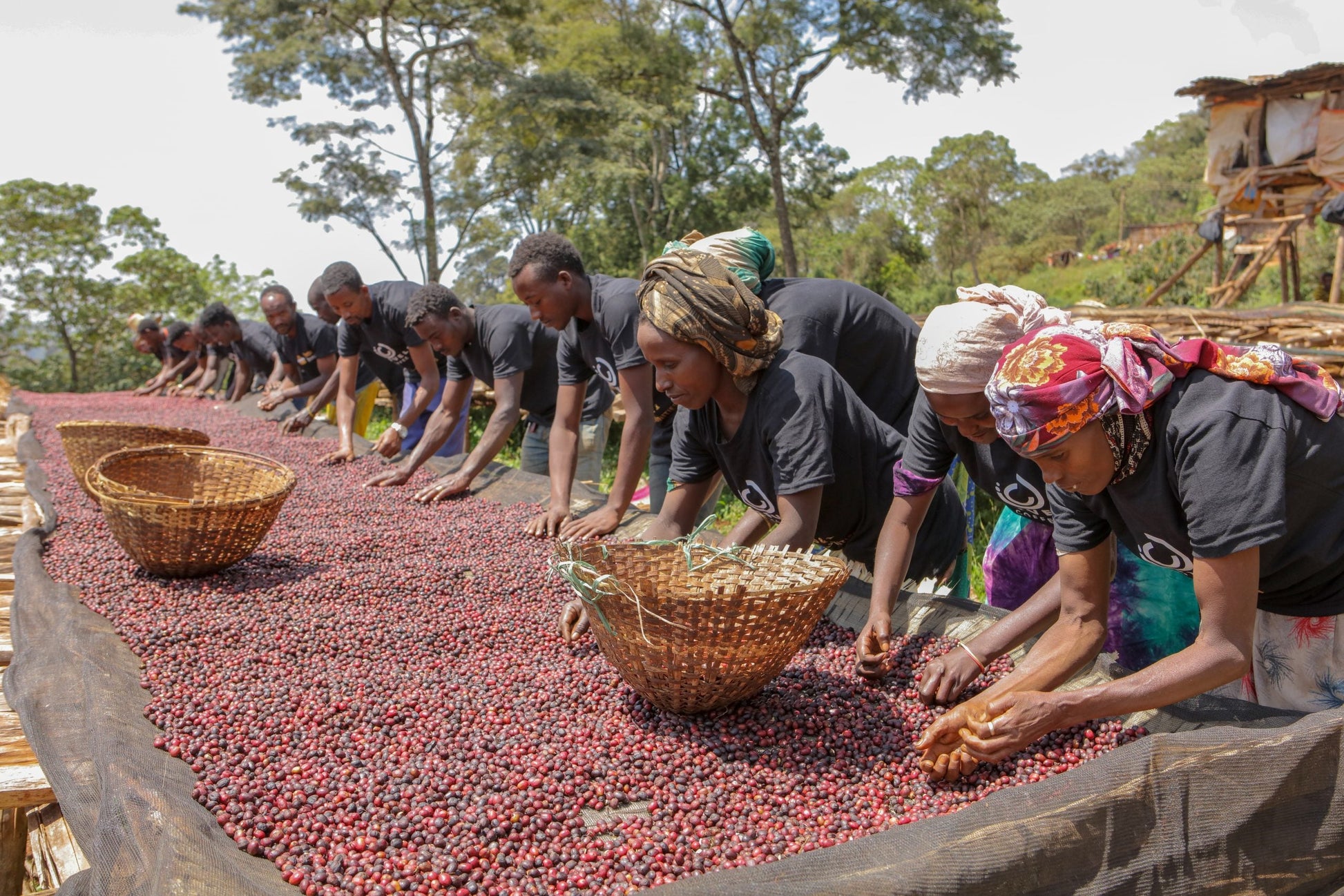 Kaffeetasse mit dampfendem ekovita Ethiopia Heirloom Filterkaffee und einem Keks