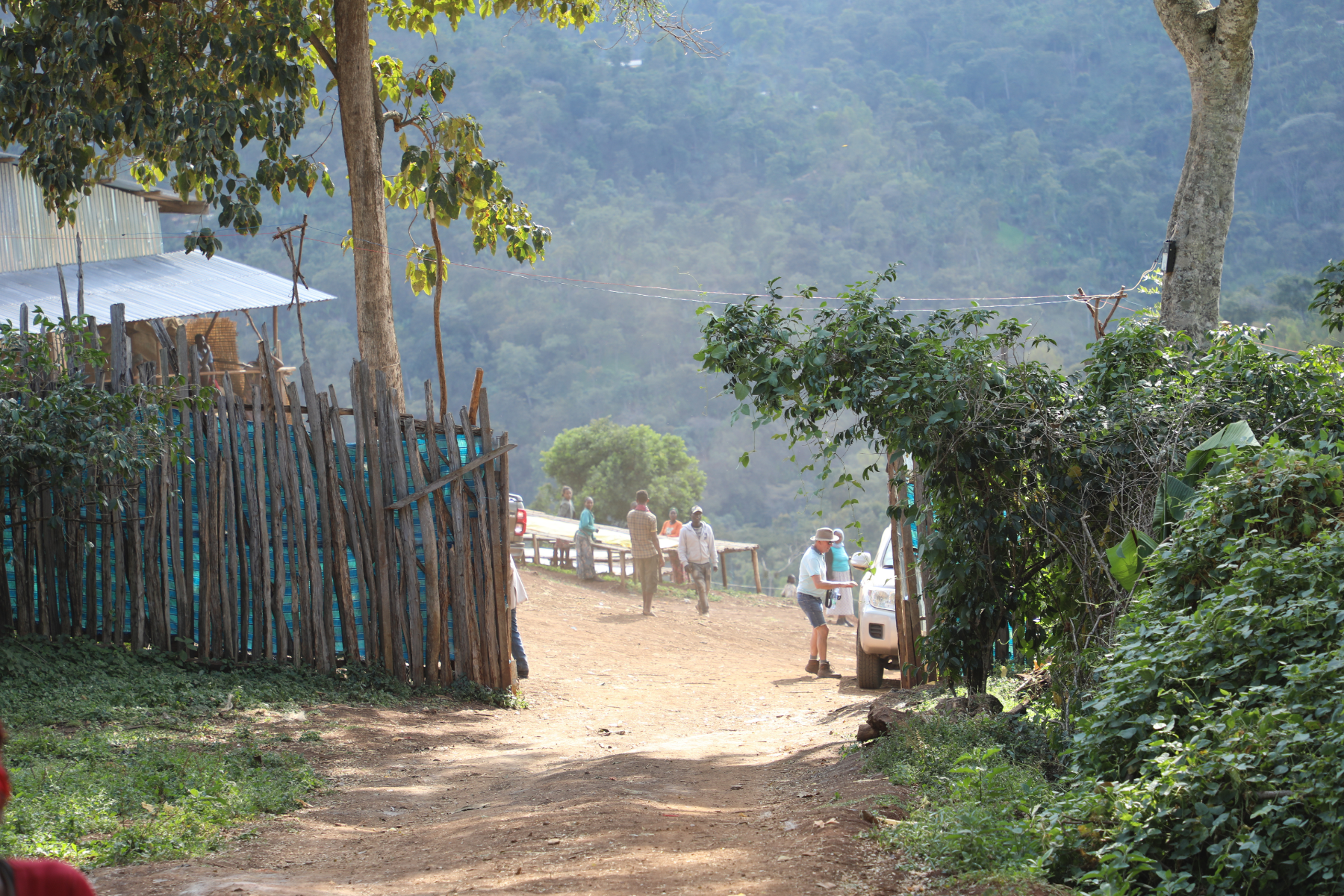 Detailansicht der Kaffeebohnen des ekovita Premium Ethiopia Heirloom für besten Kaffeegenuss