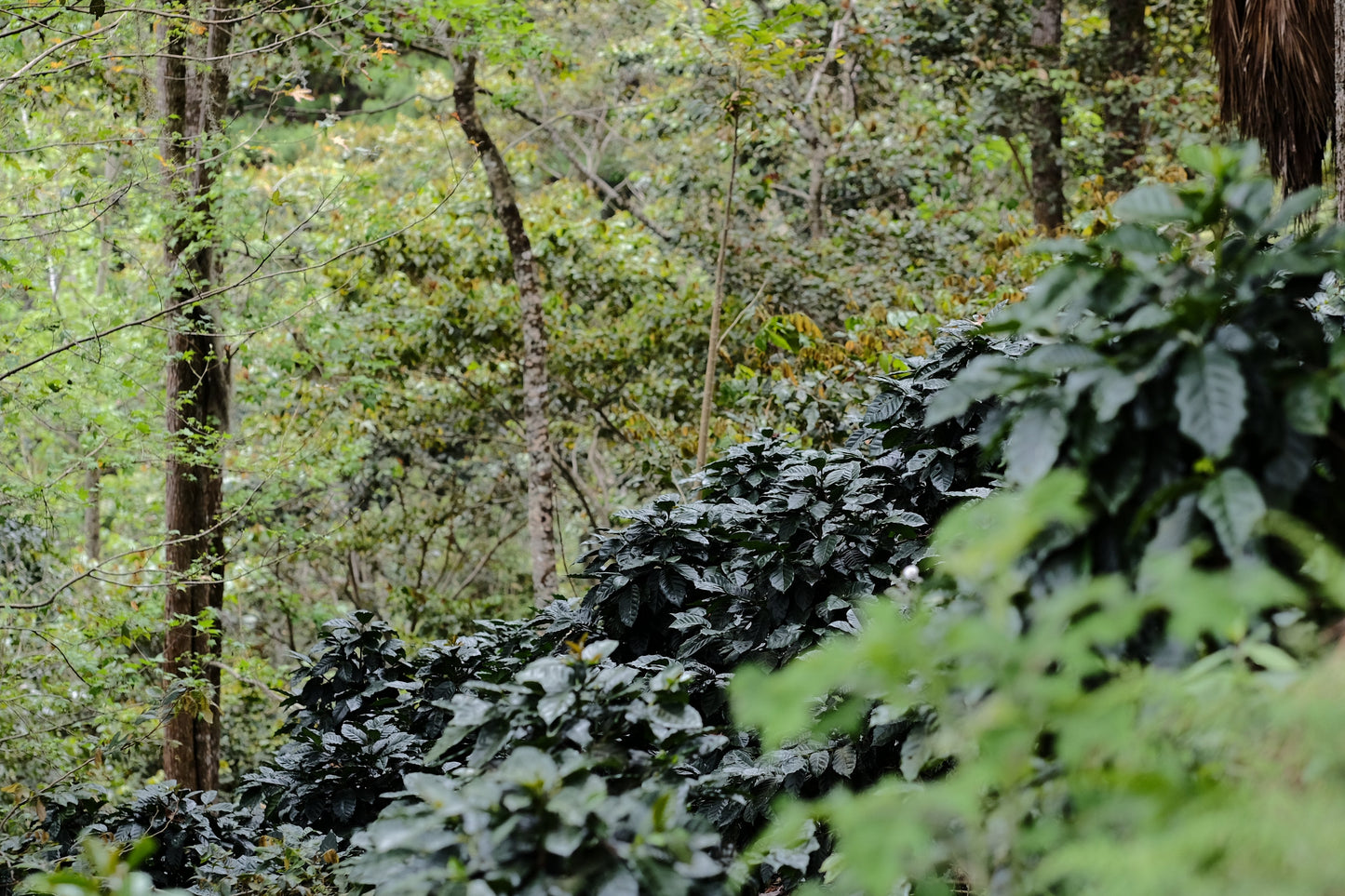 Handgepflückte, hochwertige Arabica Bohnen für edlen Kaffee