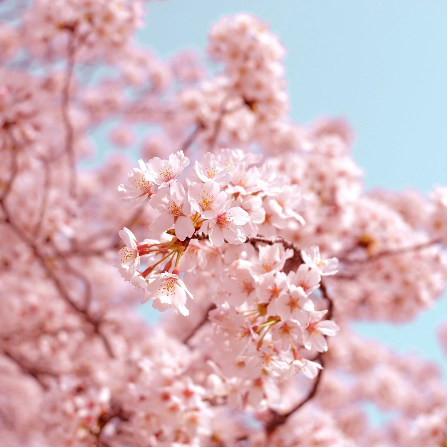 Kirschblüten - Honig aus Italien