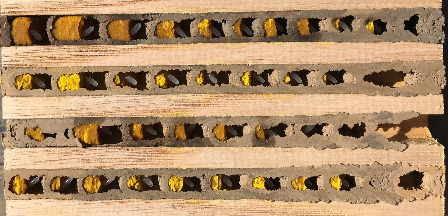 Insektenhotel aus Ahornholz