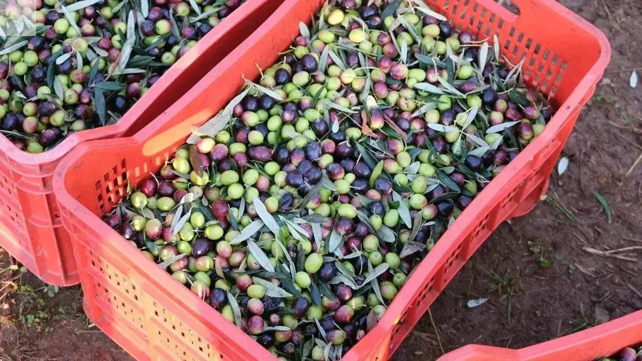 Premium Olivenöl Nativ Extra aus Kalabrien - Villa Annette - Garantiert Neue Ernte