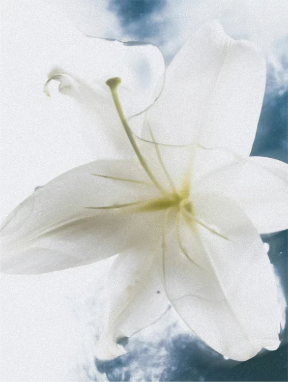 Detailaufnahme der hydratierenden Sensitive Skin Body Cream für empfindliche Haut.