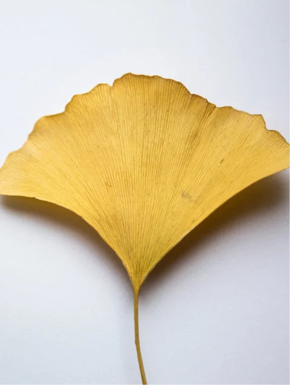 Anwendung des Ginkgo Gel Boosters auf der Hand für intensive Hautpflege mit Antioxidantien.