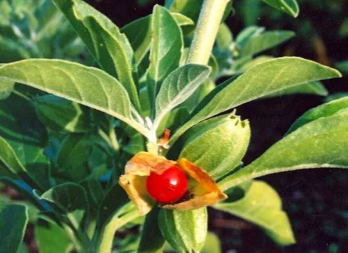 Anwendung von Bio Ashwagandha in einer Gesundheitsroutine – Unterstützung für Stressabbau und Konzentration