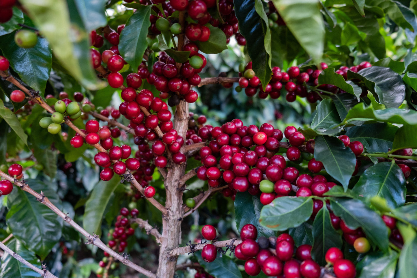 Zubereitung von Roble Negro Filterkaffee in einer traditionellen Kaffeekanne für eine authentische Erfahrung.