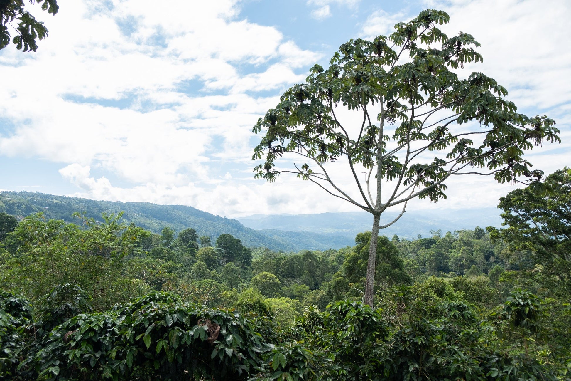 Aufguss des Centroamericano Anaerobic Kaffees, vollmundige Aromen in einer Tasse.