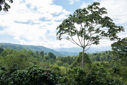 Aufguss des Centroamericano Anaerobic Kaffees, vollmundige Aromen in einer Tasse.