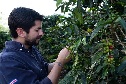 Kaffeepflanze mit reifen Kaffeekirschen, Quelle von hochwertigem Kaffee aus Costa Rica.