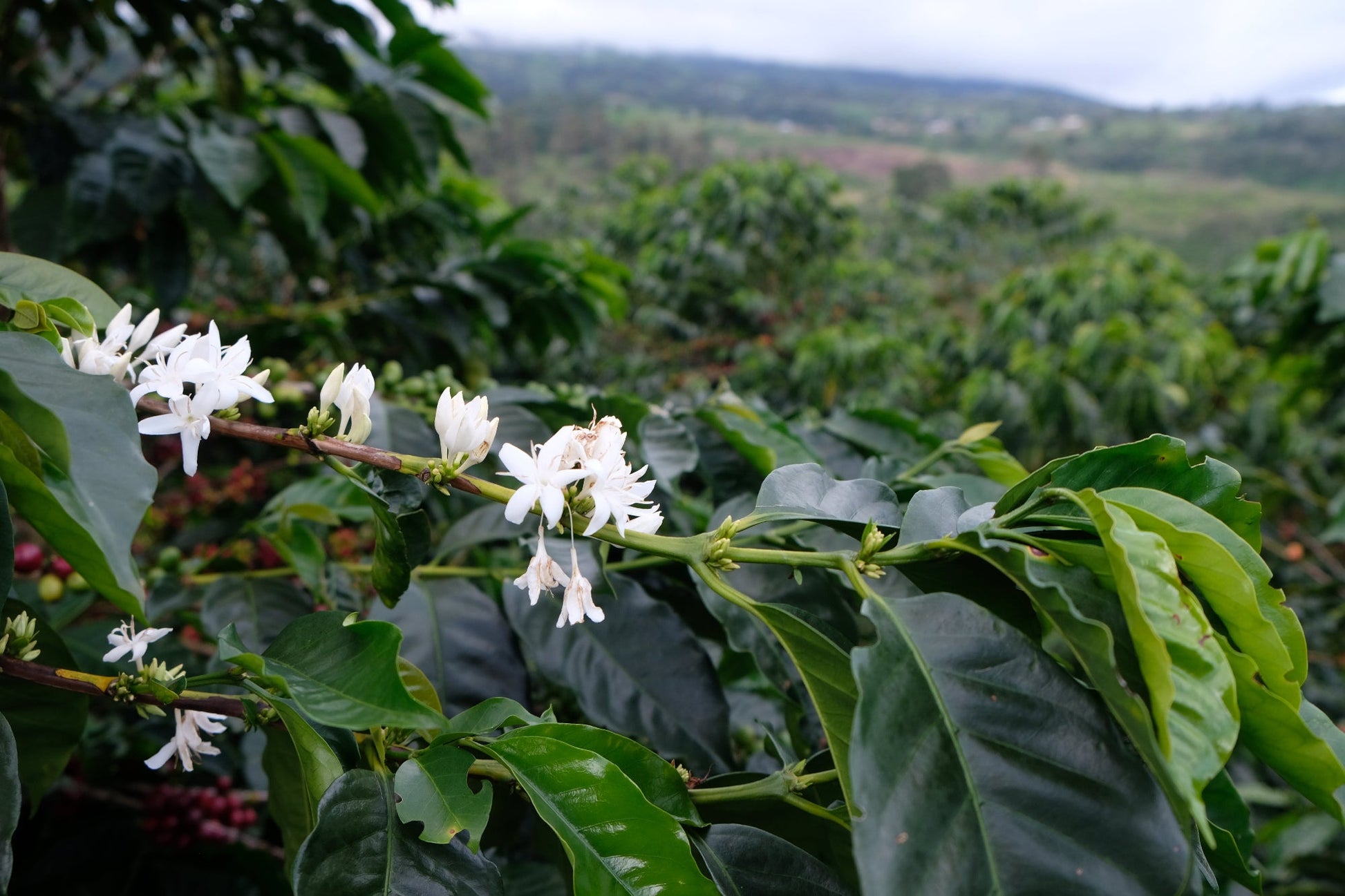 Das etiketierte Paket des Centroamericano Anaerobic Kaffees, hochwertige Verpackung von ekovita.