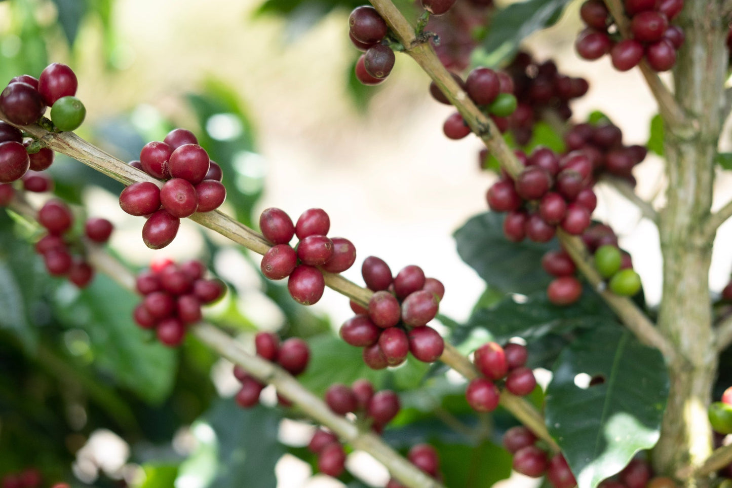 Espresso Grand Peaberry Bohnen in einer Schüssel, ideal für Kaffee-Liebhaber.