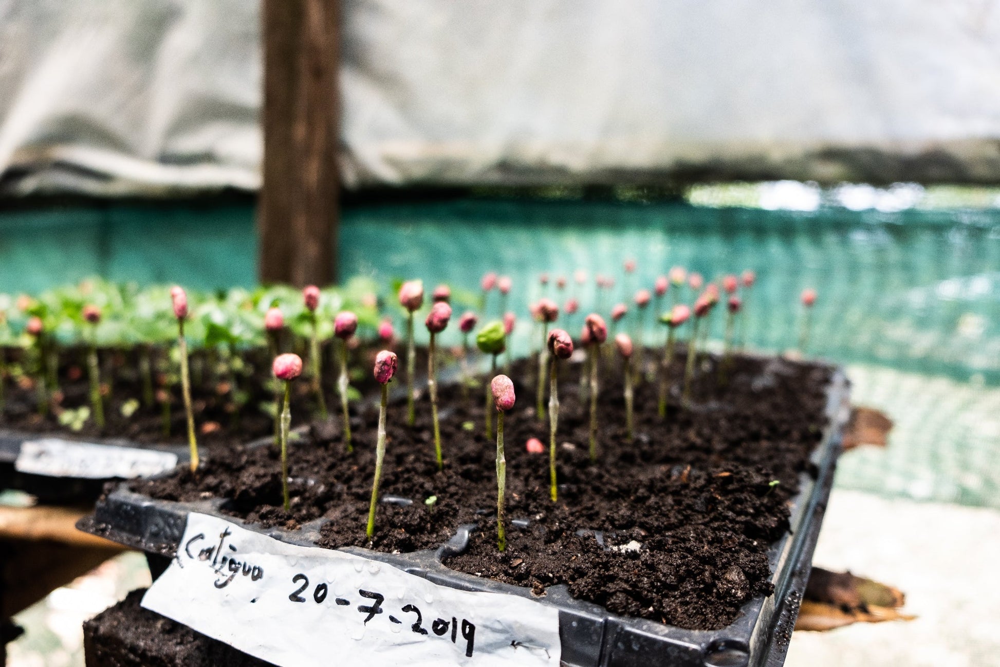 Zutatenliste auf der Rückseite der Centroamericano Anaerobic Verpackung, nachhaltig und gesund.